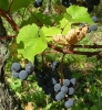 vigne hybride,conservatoire de cépages,expérience viticole